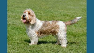 Petit Basset Griffon Vendeen 8