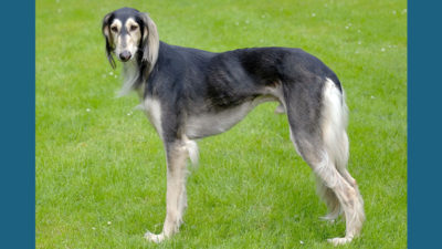 Saluki 1