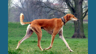 Saluki 2