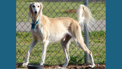 Saluki 3