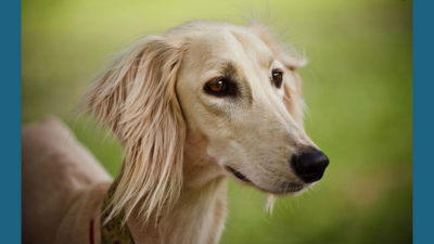 Saluki 4