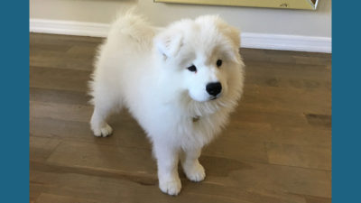 Samoyed 1