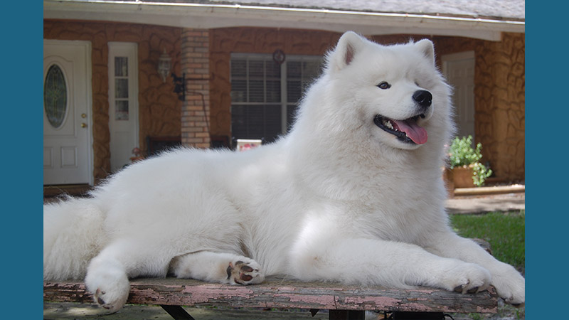 Samoyed 10