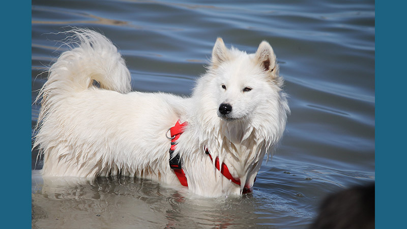 Samoyed 11