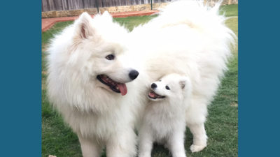 Samoyed 12