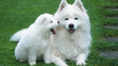 Samoyed 13