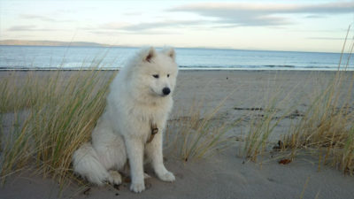 Samoyed 14