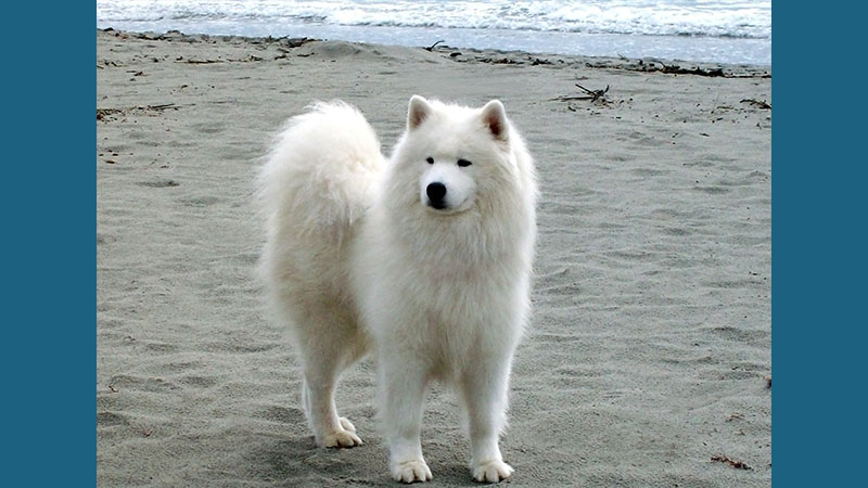 Samoyed 2