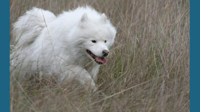 Samoyed 3