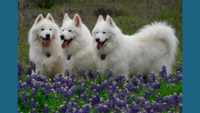 Samoyed 4