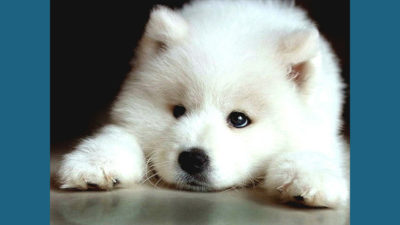 Samoyed 5