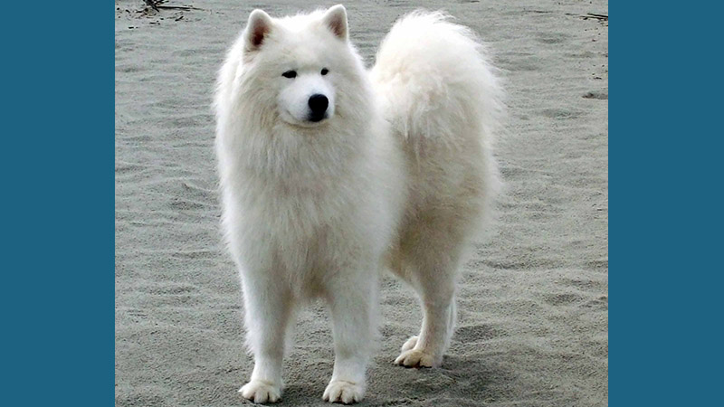 Samoyed 6