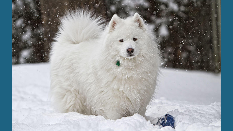 Samoyed 7