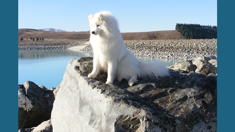 Samoyed 8