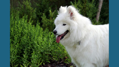 Samoyed 9