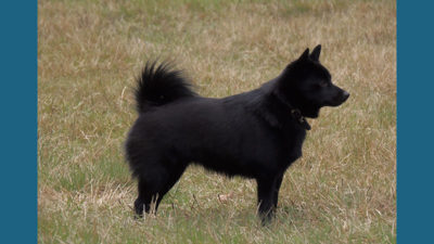 Schipperke 1