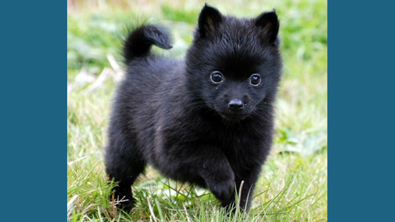 Schipperke 10