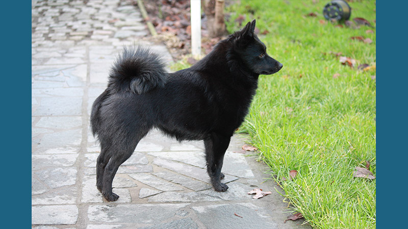 Schipperke 2