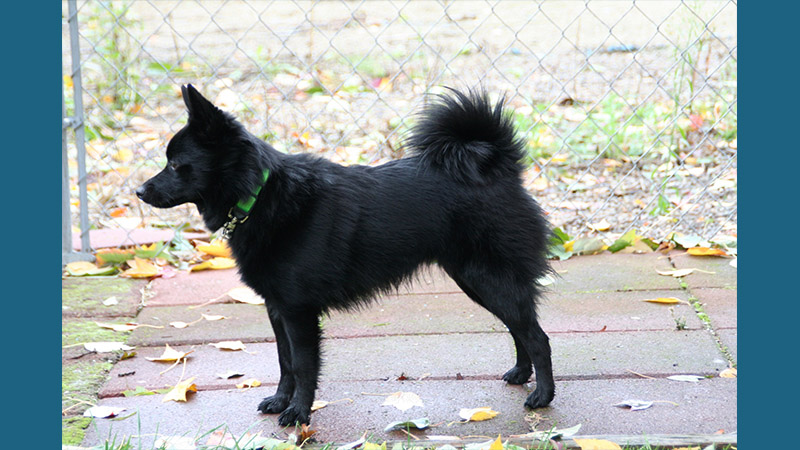 Schipperke 3