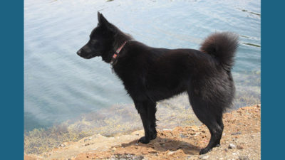 Schipperke 4