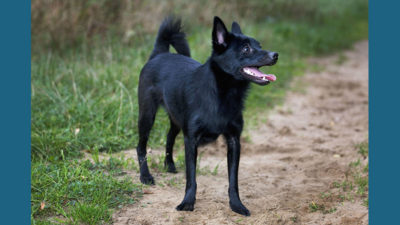 Schipperke 5