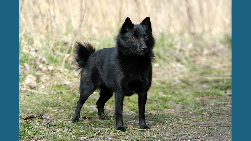 Schipperke 6