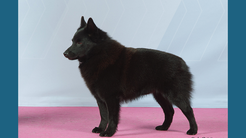 Schipperke 7