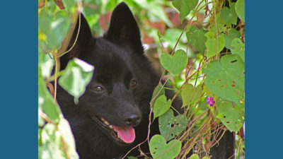 Schipperke 8