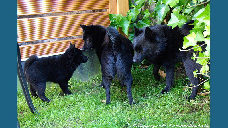 Schipperke 9