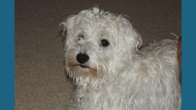 Schnoodle 3
