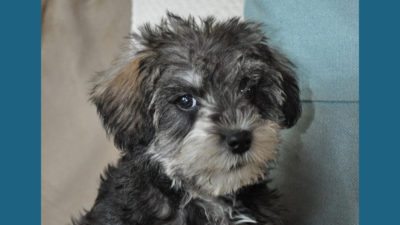 Schnoodle 5