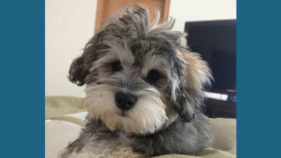 Schnoodle 6