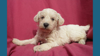 Schnoodle 7