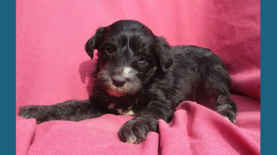 Schnoodle 9