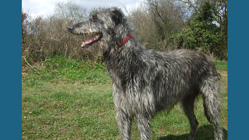 Scottish Deerhound 1