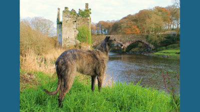 Scottish Deerhound 10