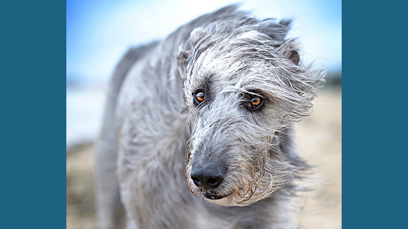 Scottish Deerhound 11