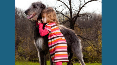 Scottish Deerhound 12