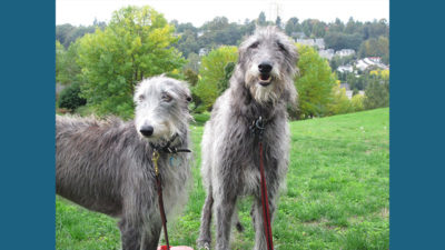 Scottish Deerhound 13