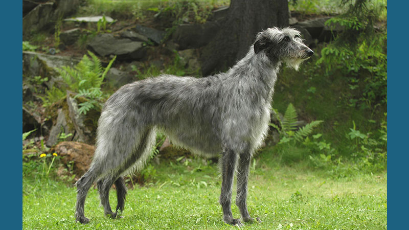 Scottish Deerhound 14