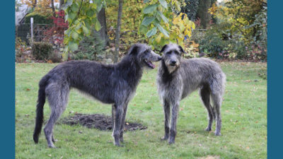 Scottish Deerhound 15