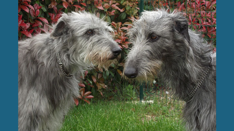 Scottish Deerhound 2