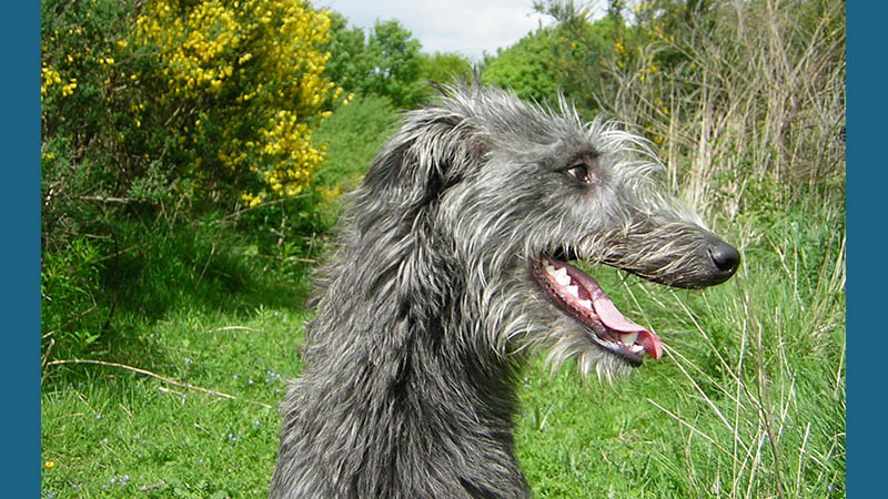 Scottish Deerhound 3