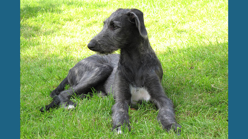 Scottish Deerhound 4