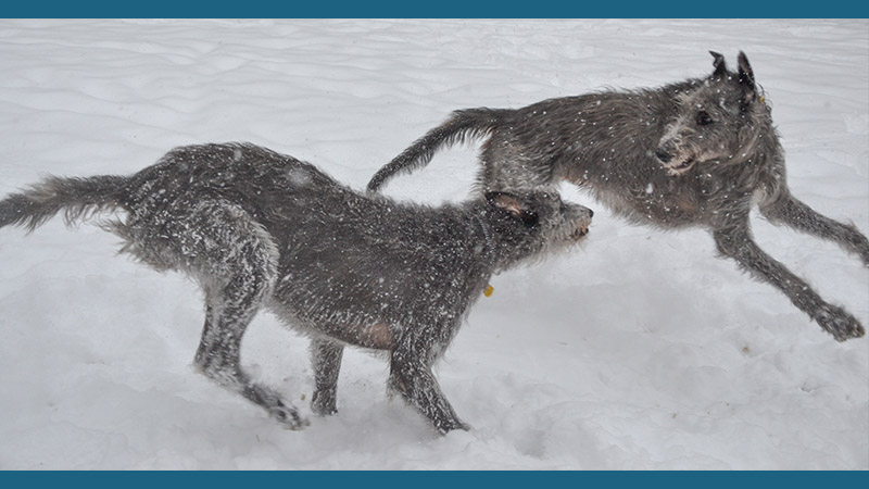 Scottish Deerhound 5