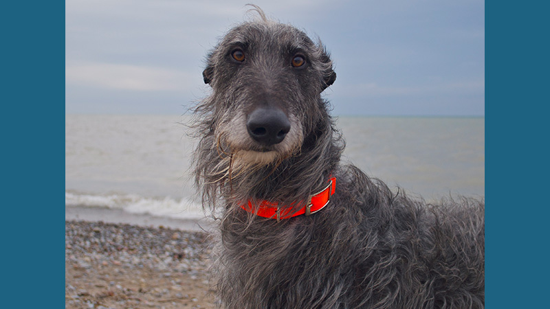 Scottish Deerhound 6