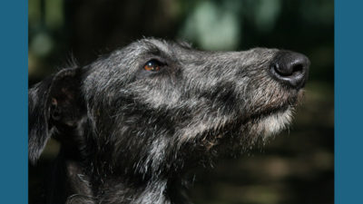 Scottish Deerhound 7