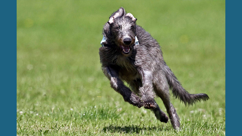 Scottish Deerhound 8