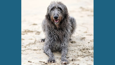 Scottish Deerhound 9