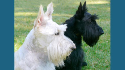 Scottish Terrier 1